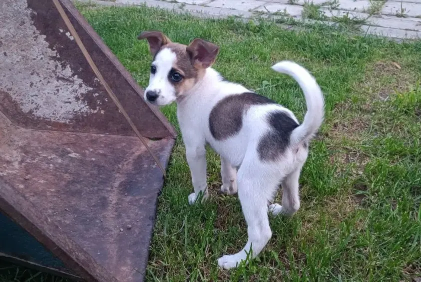 Щенок-девочка.