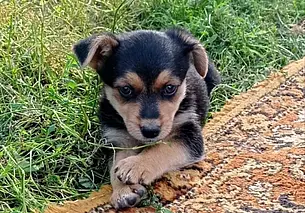 Собака Эльза, милые щенки и малышка Алиса: кто ищет хозяина в Могилеве