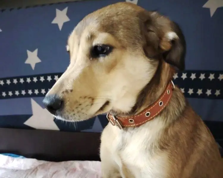 Собака Эльза.