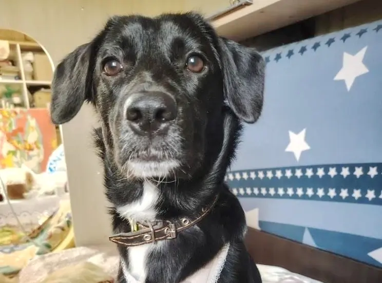 Собака Лилу.