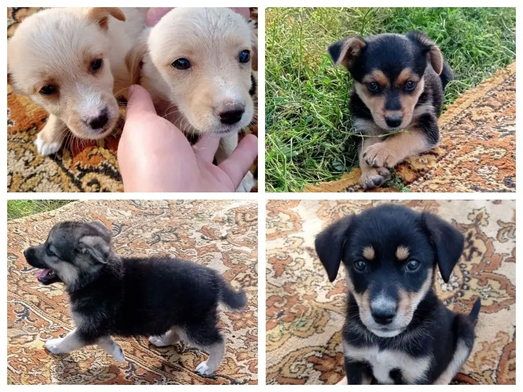Щенки.