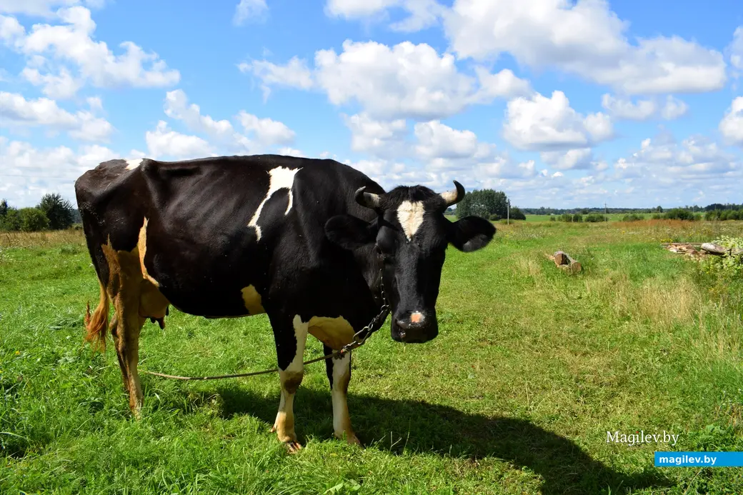 7.08.2024. д. Победа Кличевский район. В гостях у Таисии Ивановны Кушнеровой и Вадима Аркадьевича Шубина.