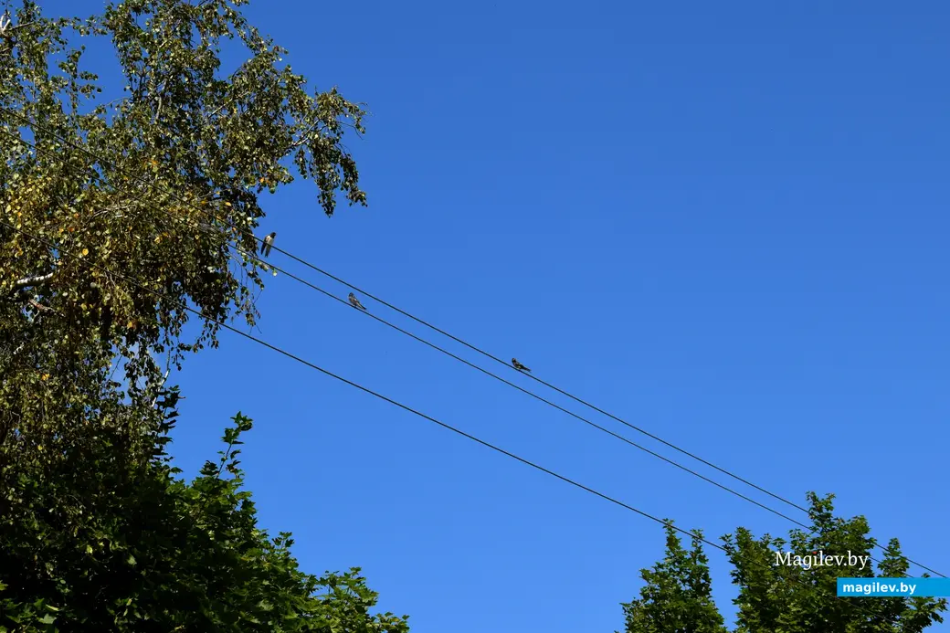7.08.2024. д. Победа Кличевский район. В гостях у Таисии Ивановны Кушнеровой и Вадима Аркадьевича Шубина.