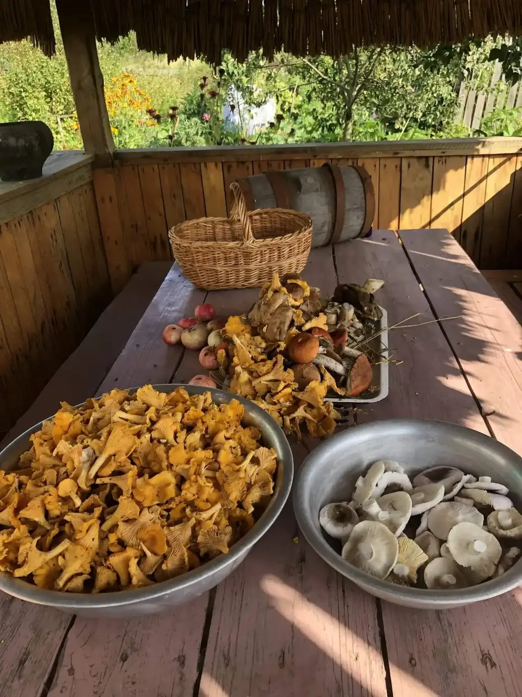 Улов бобруйчанки Елены Шевструк. д. Новоселки Осиповичского района, август 2024 год.