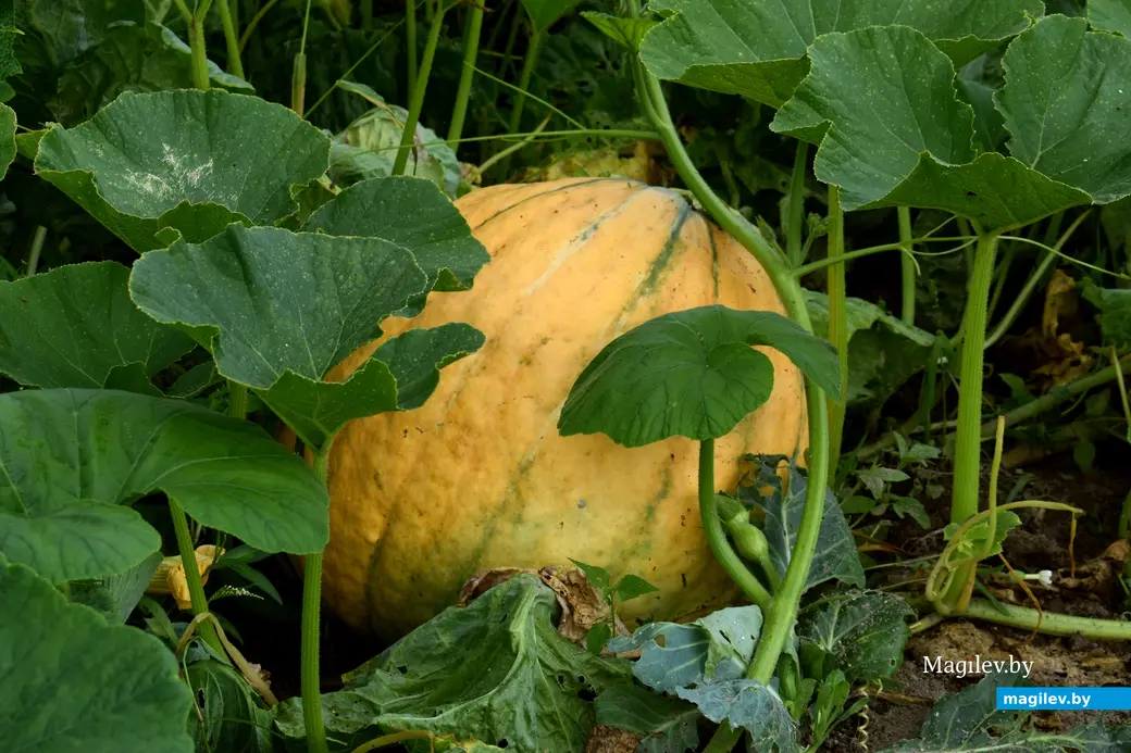 7.08.2024. д. Победа Кличевский район. В гостях у Таисии Ивановны Кушнеровой и Вадима Аркадьевича Шубина.
