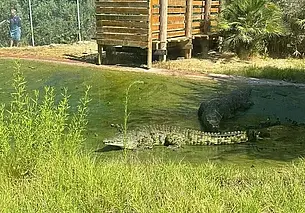 Крокодил набросился на смотрителя зоопарка в Иерусалиме, нанеся тяжелые ранения