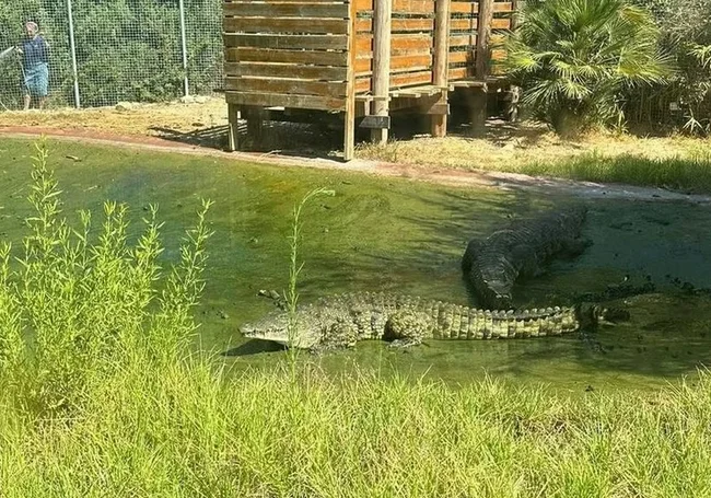 Крокодил набросился на смотрителя зоопарка в Иерусалиме, нанеся тяжелые ранения