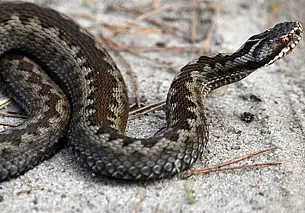 Что делать, если укусила гадюка? Врач рассказал порядок действий