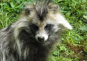 Могилевчане спасли енотовидную собаку из подвала многоэтажки. Сейчас она уже в Зоосаде