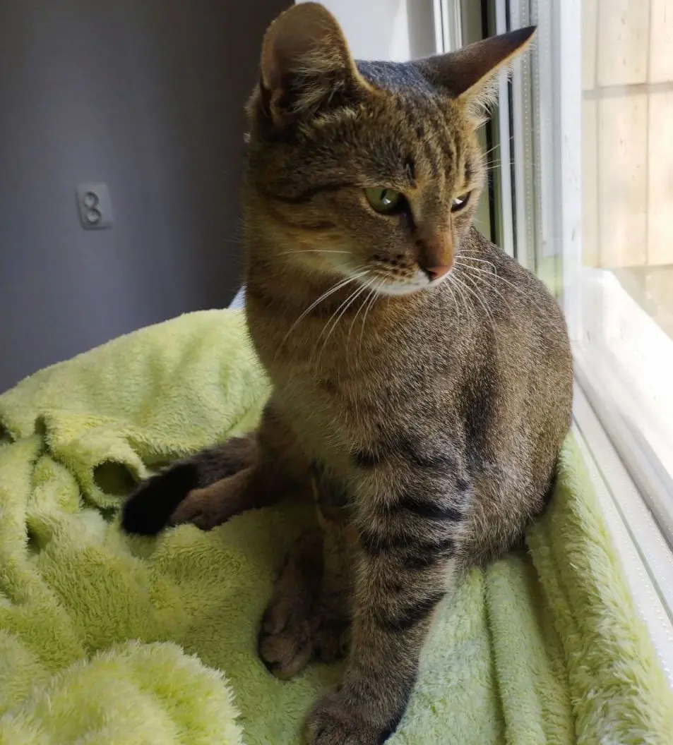 Кошечка Буся.