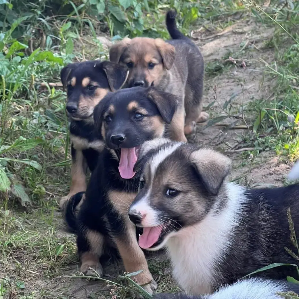 Щенки.