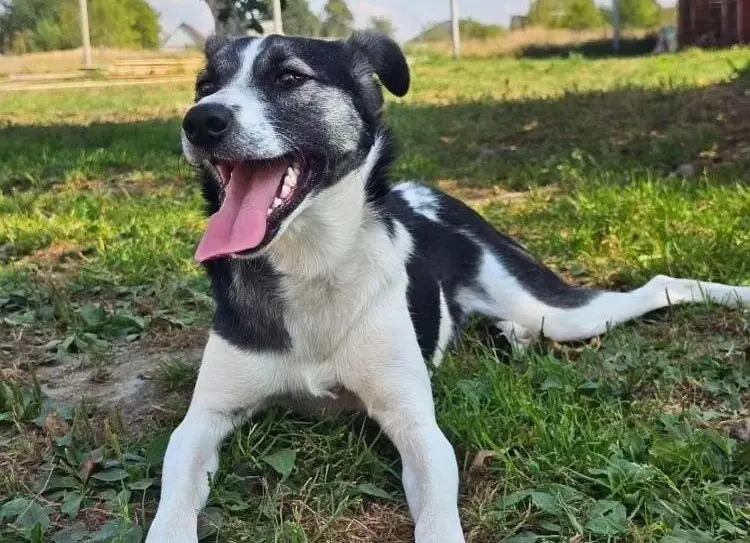 Собака Бэкки.