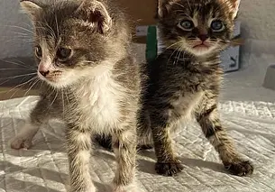 Кошечка Буся, собака Бэкки и щенки: кто ищет хозяина в Могилеве