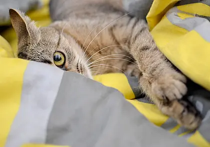 «Я это есть не буду»: почему кошки так привередливы в еде