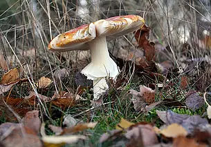 В Беларуси трое маленьких детей отравились бледной поганкой