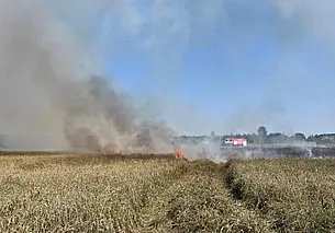 Пшеница горела на поле в Могилевском районе. Огонь удалось остановить (видео)
