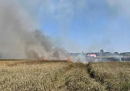 Пшеница горела на поле в Могилевском районе. Огонь удалось остановить (видео)