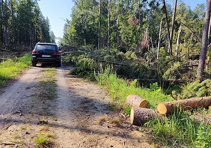 В Минлесхозе обсудили лесовосстановление на ветровально-буреломных участках