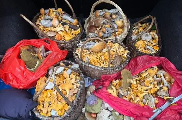 Грибалка в деревне Бервы Глусского района. Фото Марины Дроздовой из Могилева. Август 2024 год. Август 2024 год.