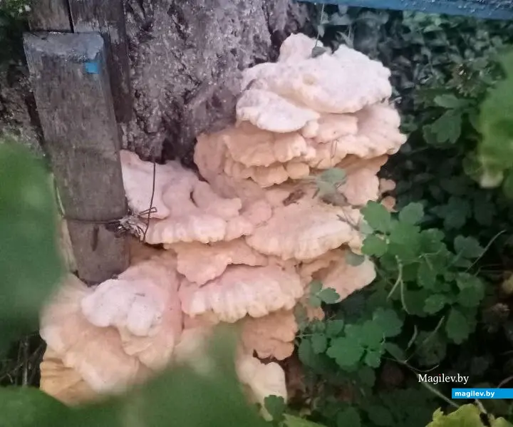 Вот такой гриб повстречался нашему корреспонденту прямо в Бобруйске возле многоэтажек.