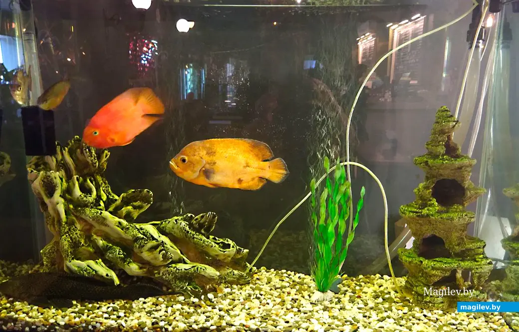 26 августа 2024 года. Могилев. Кофейня-кондитерская «Бонжур» по улице Первомайской.