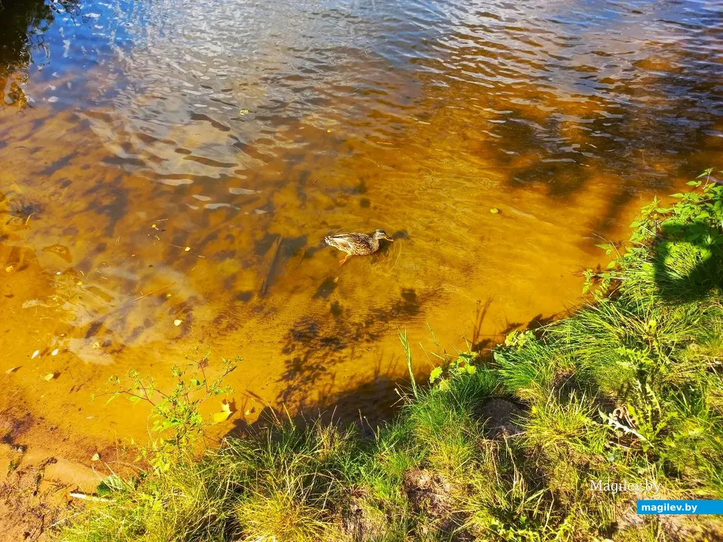 28.08.2024., Могилев, Печерское озеро.