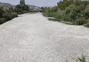 На курорте в Греции из моря извлекли 40 тонн мертвой рыбы