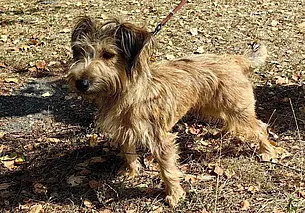 Пес Рыжик, щенки и кошка Тути: кто ищет хозяина в Могилеве