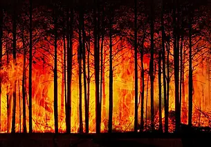 В 16 районах Могилевщины установлен запрет на посещение лесных массивов