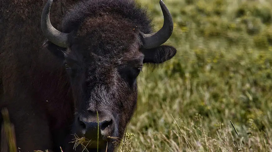 Людей не боится, условия содержания устраивают. Иллюстративное фото Unsplash.