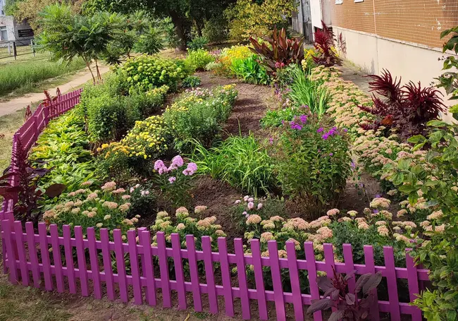 Клумба в Могилеве, у которой останавливаются прохожие. Фотофакт