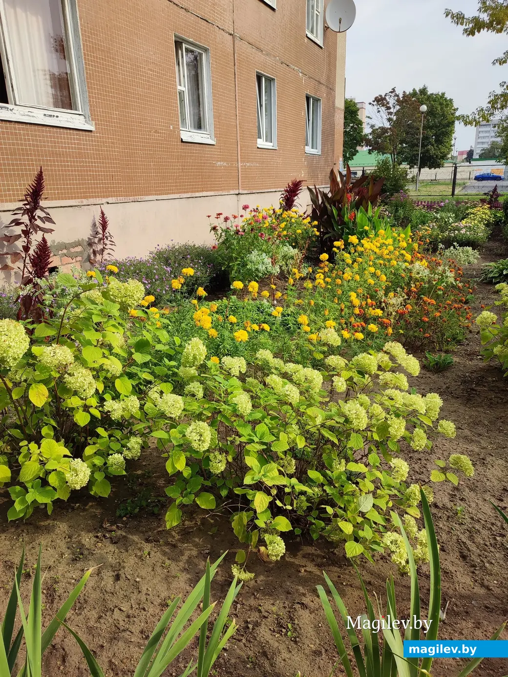 2 сентября 2024 г. Клумба на бульваре Непокоренных, 30 в Могилеве.