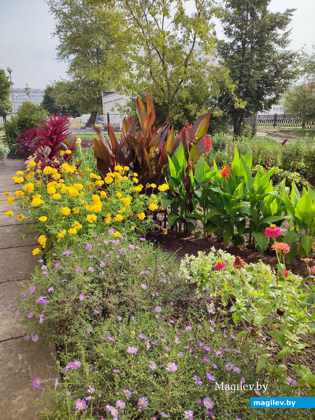 2 сентября 2024 г. Клумба на бульваре Непокоренных, 30 в Могилеве.
