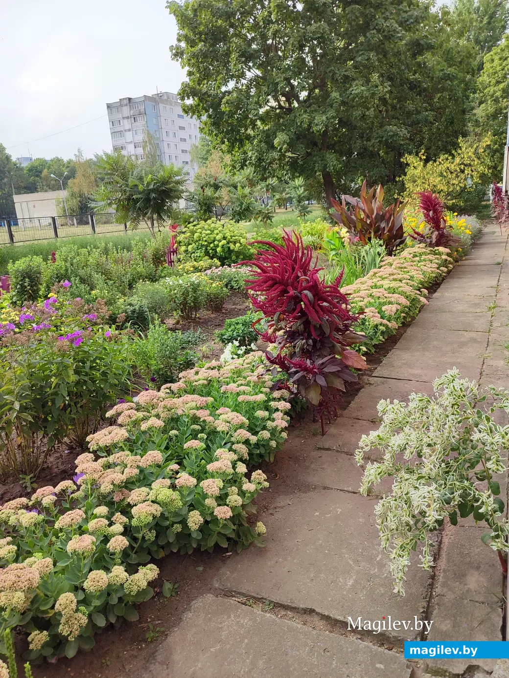 2 сентября 2024 г. Клумба на бульваре Непокоренных, 30 в Могилеве.