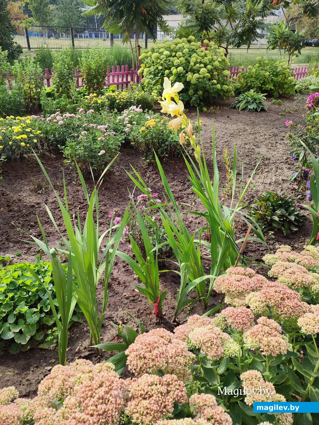 2 сентября 2024 г. Клумба на бульваре Непокоренных, 30 в Могилеве.