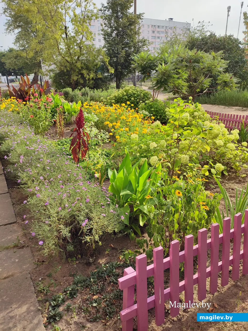 2 сентября 2024 г. Клумба на бульваре Непокоренных, 30 в Могилеве.