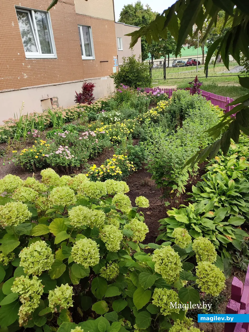 2 сентября 2024 г. Клумба на бульваре Непокоренных, 30 в Могилеве.