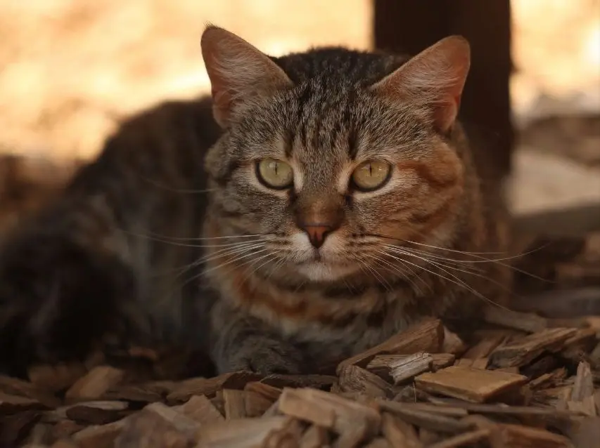 Кошка Ксюша.