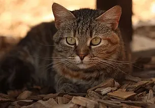 Щенок Барт, кошка Ксюша и подружки Алиса и Альта: кто ищет хозяина в Могилеве