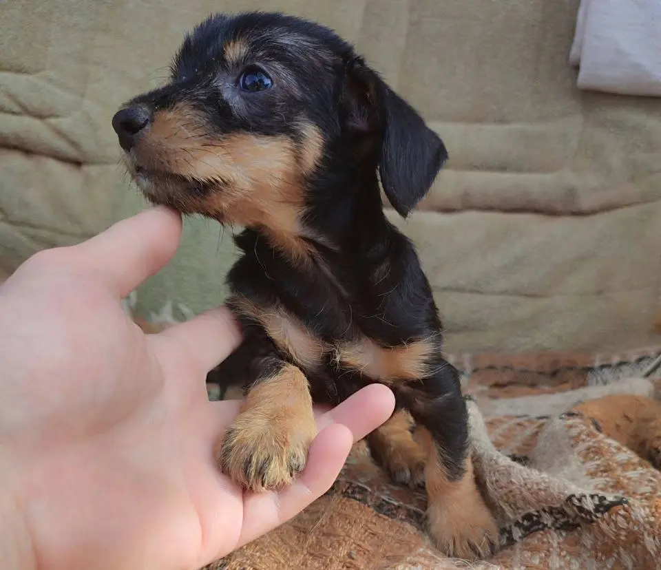 Щенок Барт.