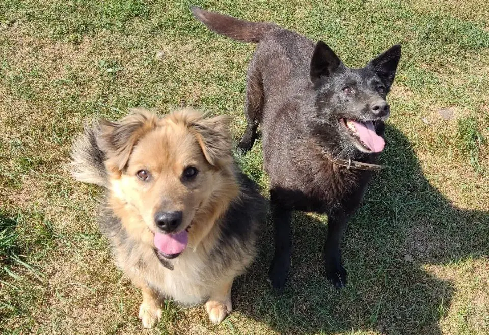 Собаки Алиса и Альта.