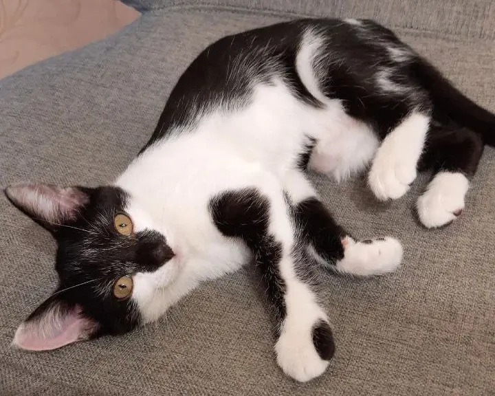 Кошка Нора.