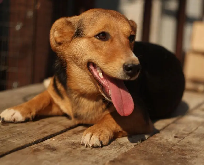 Собака Эбби.