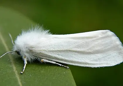 Карантин из-за американской белой бабочки объявили в Пинске