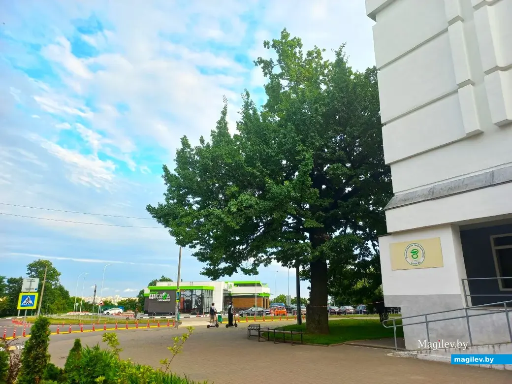 Август 2024 года, Могилев. Дуб, некогда служивший своеобразной опорой вереницы сараев во дворе Герцева дома.