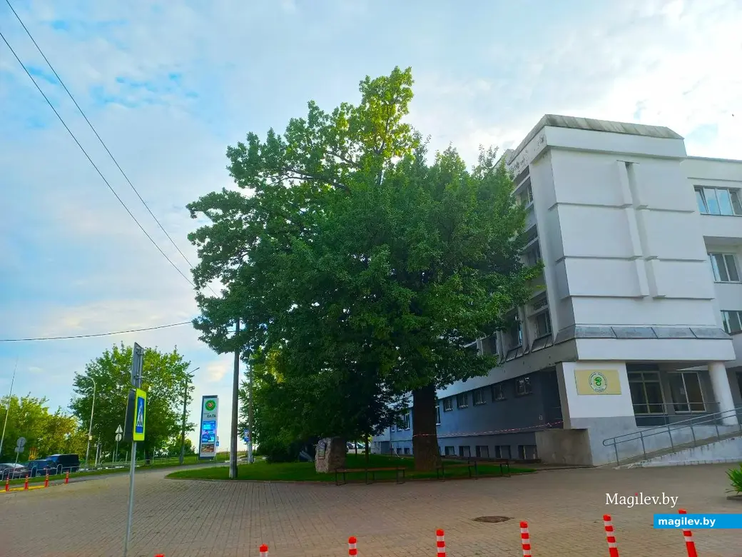 Август 2024 года, Могилев. Дуб, некогда служивший своеобразной опорой вереницы сараев во дворе Герцева дома.