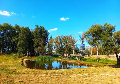 Кувшинки могилевской Казимировки: им красоты не занимать