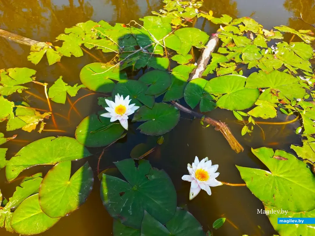 Сентябрь 2024 года, Могилев, микрорайон Казимировка.