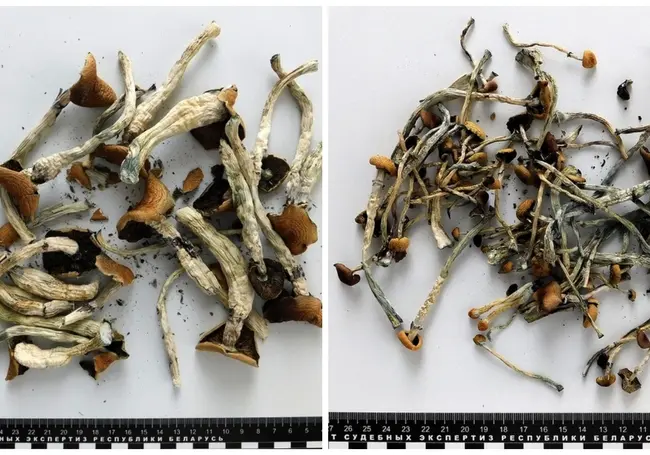 Житель Кричева хранил дома галлюциногенные грибы. Могут возбудить уголовное дело