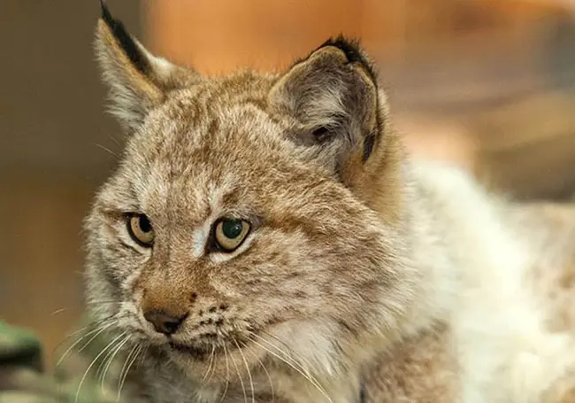 В Беларуси растет численность рыси. Исключат ли ее из Красной книги?